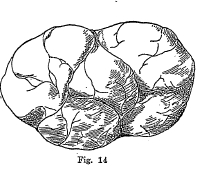 reniform and mammillary