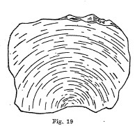 conchoidal fracture